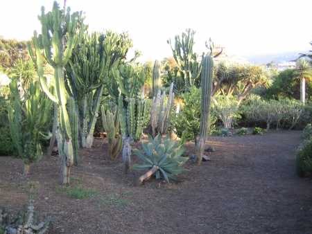 Cactus