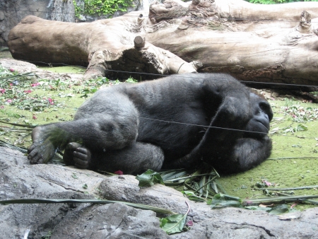 Gorilla