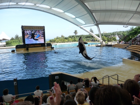 Orca Show